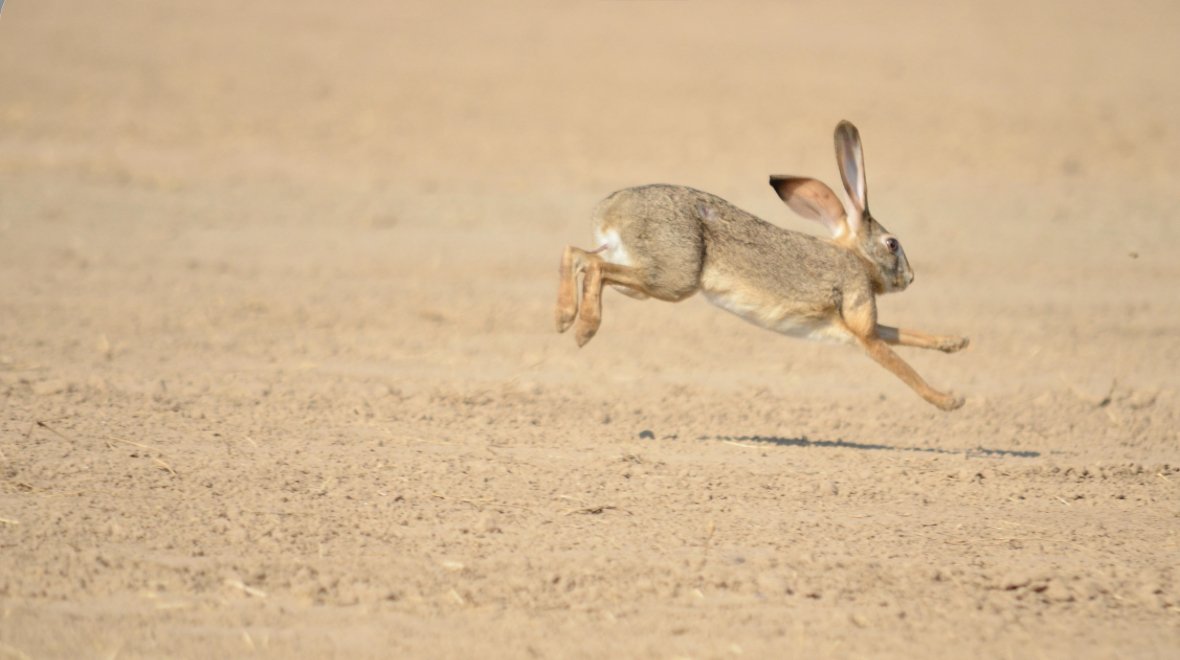 Yin Earth Rabbit Month Analysis