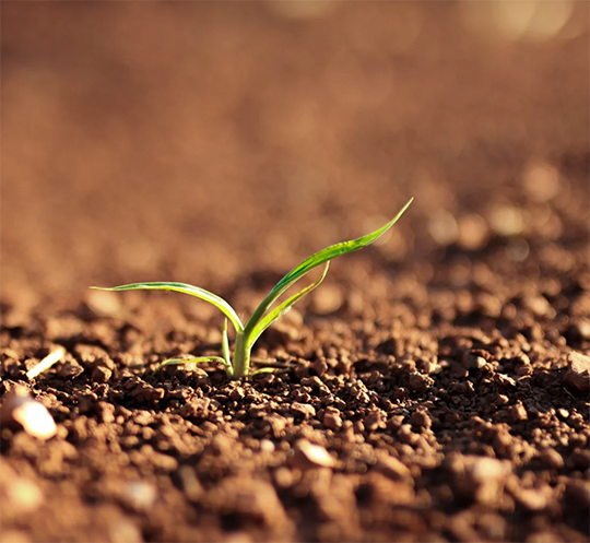 2025.03.05.-2025.04.04. Chinese astrological month period analysis - Yin Earth Rabbit