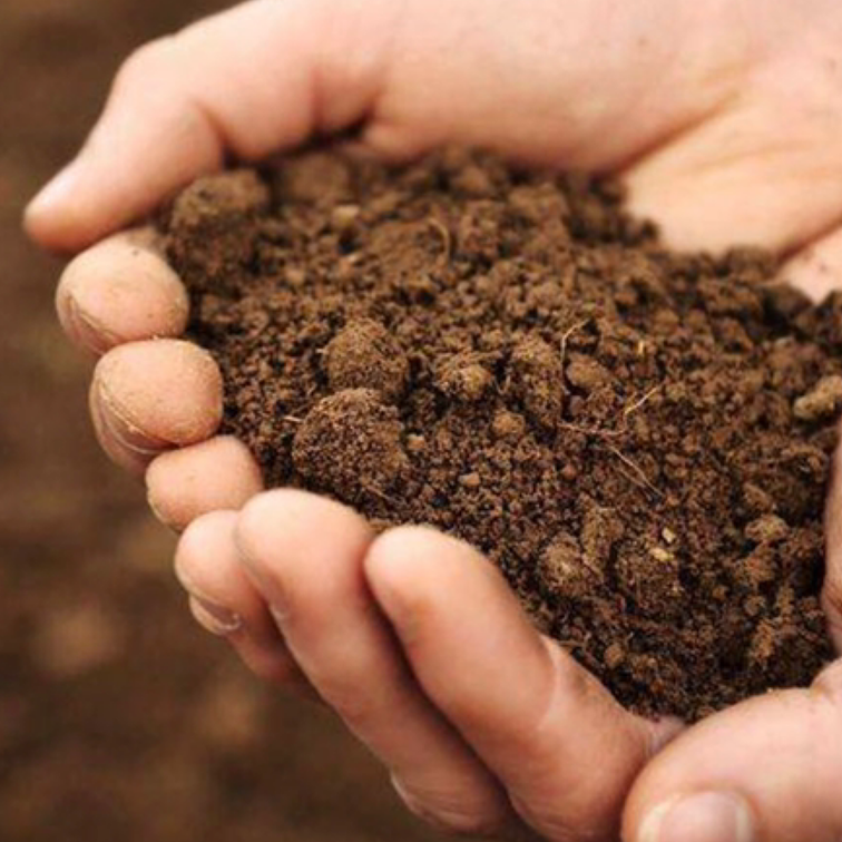 Yin Earth Day Master